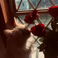 Mèo Lười. 𝘼𝙙𝙪 𝙗𝙖̣𝙣 𝘽𝙮.
