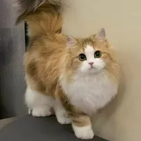 Dudu