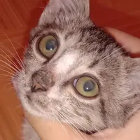 t/g