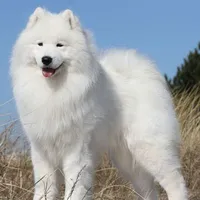 Kla