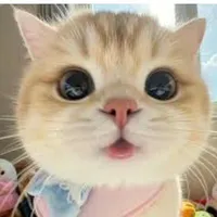 thệ thống cuteo(voi)
