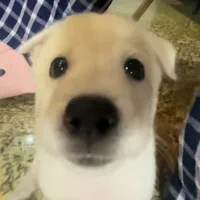 Cả lốp