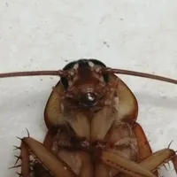 người bí ẩn