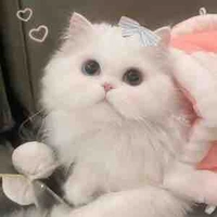 All bot trừ ai thì trừ