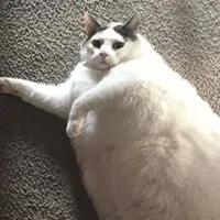 Mèo 1