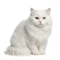 Mèo 4