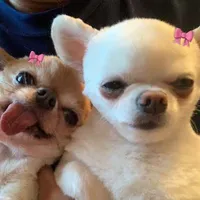 sữa đậu 🫘🍼
