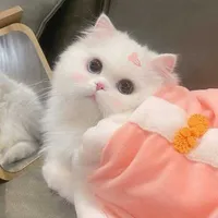 Mon đáng yêu.
