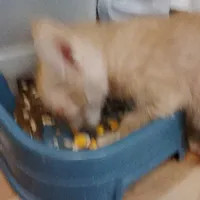mèo nhà t/g