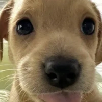 bông cute