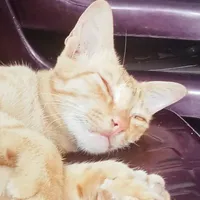 tác giả