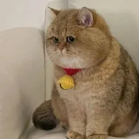Neko–chan( Hệ thống quản lý xuyên sách)