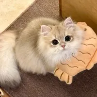 Mèo