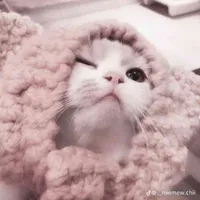 T/G Nì