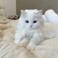 Đinh Trình Hâm_dạng mèo