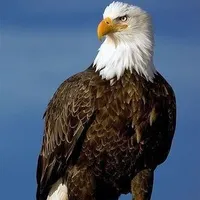Yuu