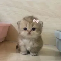 nhỏ t/g