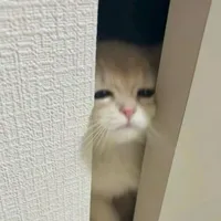 bong><