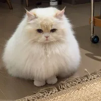 Kẹo táo || Quýt