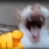 ray