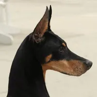 Hades