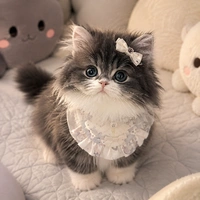 Mèo con