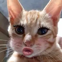 Cốt của that mod