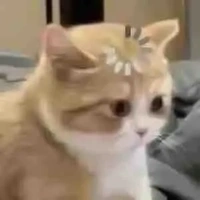 t/g cute