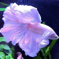 tg là một con cá betta