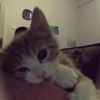 tác giả kuto😘