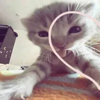 tác giả cute phô mai que (ht của vsương)