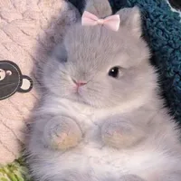 🐰