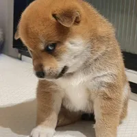 Kẻ Bí Ẩn Chưa Muốn Lộ Diện