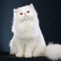 Mồm lèo