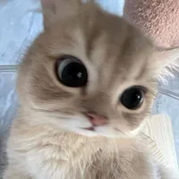 Tôi chính là con đàn bà đó
