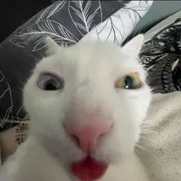 Tg