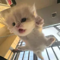 Mặc Cửu