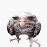 creator