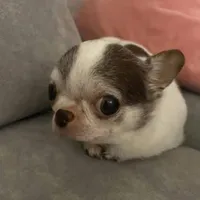 T/g