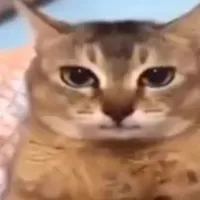 chị họ như ý