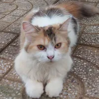 mèo hệ thống