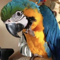 Jackie [ Pet của Leo ]