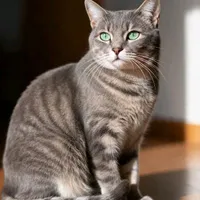 Heo
