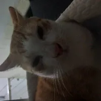 hệ thống [cam]
