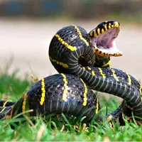 snake