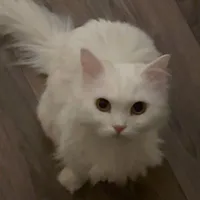 Mochi