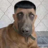 chó