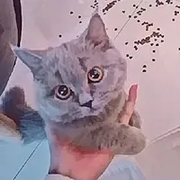 Lùn(mèo)