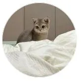 chíp(mèo)