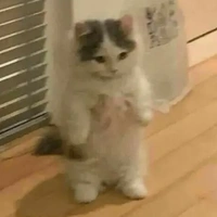 chiu(mèo)